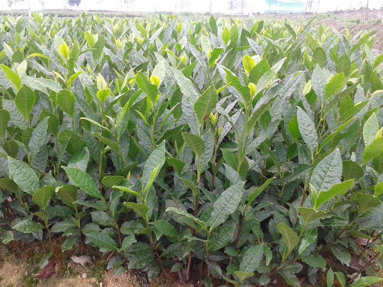 柿大茶形态特征  柿大茶属灌木型